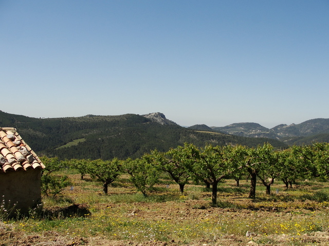 Abrikozenboomgaard - Foto: Dina Vercruyssen