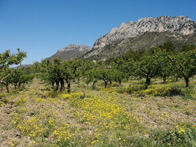 Buis velden - Foto: Dina Vercruyssen