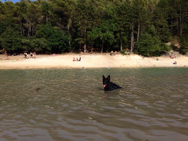 Wolf in het meer