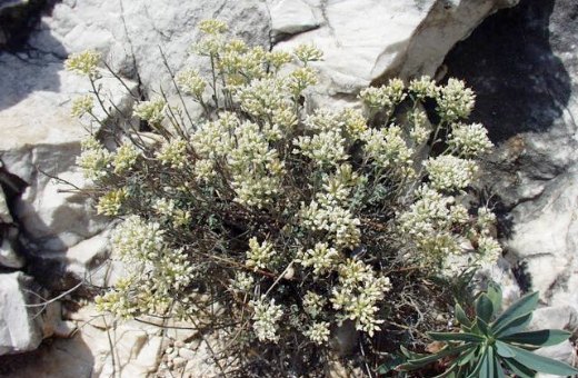 Alyssum alpestre, een van de vele plantensoorten op de Mont Ventoux. De bloemenrijkdom van de Ventoux is sinds eeuwen een paradijs voor botanisten.