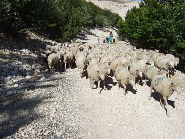 schapen