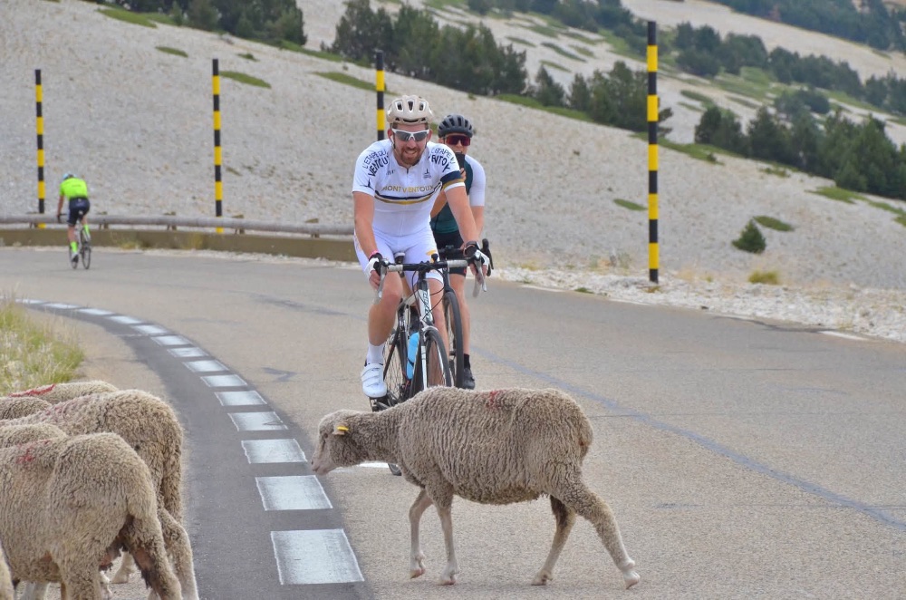 Schapen op de Ventoux: Zij de baas, wij te gast. Foto: Charles Authman.