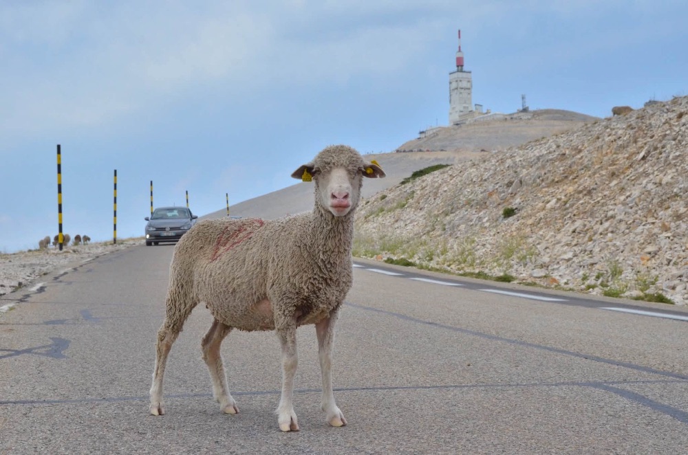 Schapen op de Ventoux: Zij de baas, wij te gast. Foto: Charles Authman.